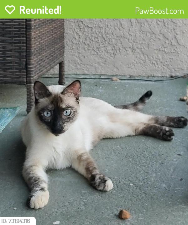 Reunited Female Cat last seen 16th Street Northeast, 34120, Naples, FL 34120