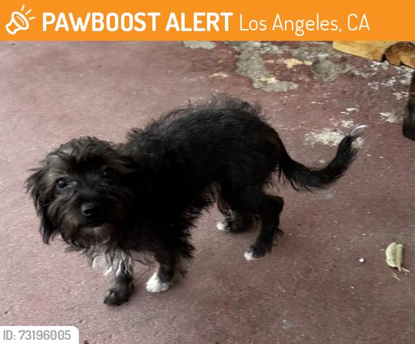 Found/Stray Female Dog last seen Dronefield and Polk, Los Angeles, CA 91342