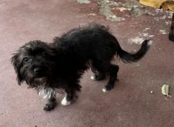 Found/Stray Female Dog last seen Dronefield and Polk, Los Angeles, CA 91342