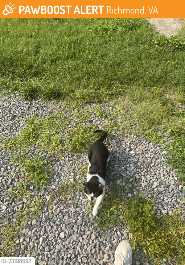 Found/Stray Unknown Cat last seen Willis and Cottage street, Richmond, VA 23228