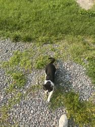Found/Stray Unknown Cat last seen Willis and Cottage street, Richmond, VA 23228