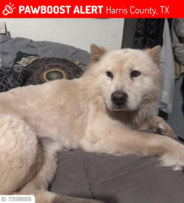 Lost Male Dog last seen el jardin neighborhood, Harris County, TX 77586