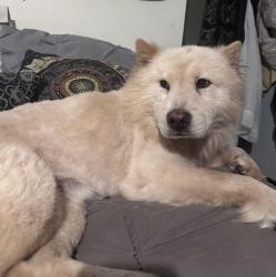 Lost Male Dog last seen el jardin neighborhood, Harris County, TX 77586