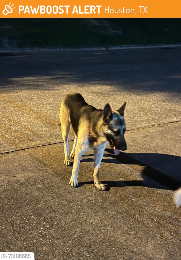Found/Stray Male Dog last seen Century plaza and fernbunsh Dr, Houston, TX 77073