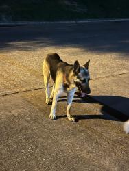 Found/Stray Male Dog last seen Century plaza and fernbunsh Dr, Houston, TX 77073