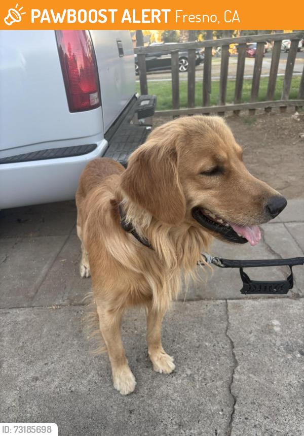Found/Stray Male Dog last seen Chestnut and Tulare, Fresno, CA 93702