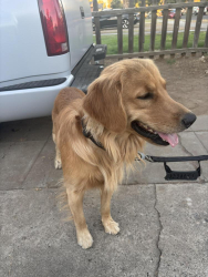 Found/Stray Male Dog last seen Chestnut and Tulare, Fresno, CA 93702