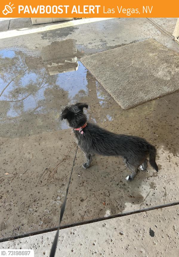 Found/Stray Male Dog last seen Vegas and Torrey pines, Las Vegas, NV 89108
