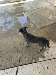 Found/Stray Male Dog last seen Vegas and Torrey pines, Las Vegas, NV 89108