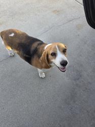 Found/Stray Male Dog last seen MADERA AND HIGHLAND, Rancho Cucamonga, CA 91730