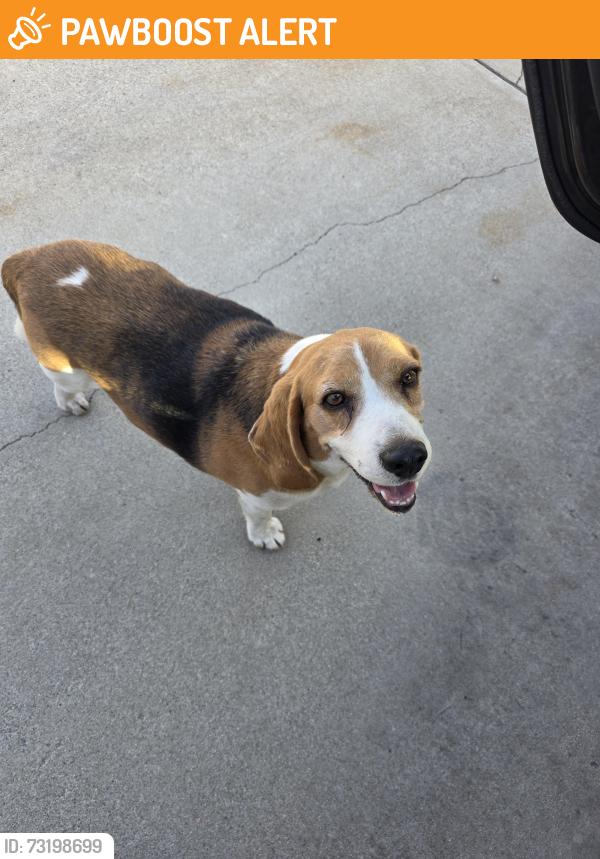 Found/Stray Male Dog last seen MADERA AND HIGHLAND, Rancho Cucamonga, CA 91730