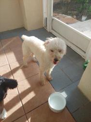 Reunited Male Dog last seen Edisto Dr, Palm Beach County, FL 33467