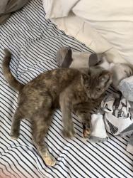 Reunited Female Cat last seen Marroit, Richmond, VA 23229