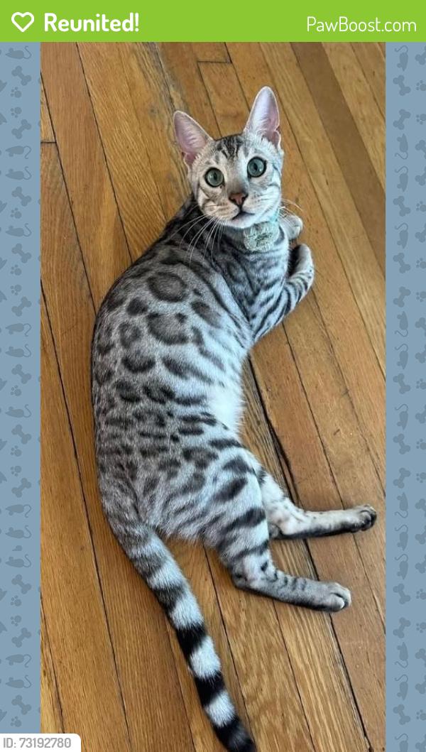 Reunited Male Cat last seen kenyon and fern, Hartford, CT 06105