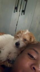 Lost Male Dog last seen Scruggs cir, Atlanta, GA 30317