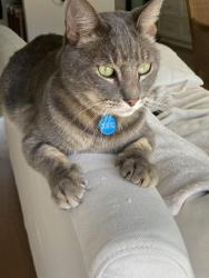 Lost Male Cat last seen Flower Street between Irvine Ave and Tustin Ave, Costa Mesa, CA 92660