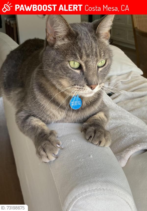 Lost Male Cat last seen Flower Street between Irvine Ave and Tustin Ave, Costa Mesa, CA 92660