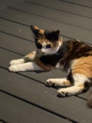 Found/Stray Female Cat last seen Rogers and Clauton, Macon, GA 31204