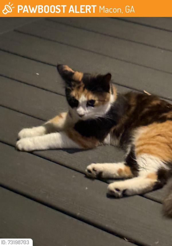 Found/Stray Female Cat last seen Rogers and Clauton, Macon, GA 31204
