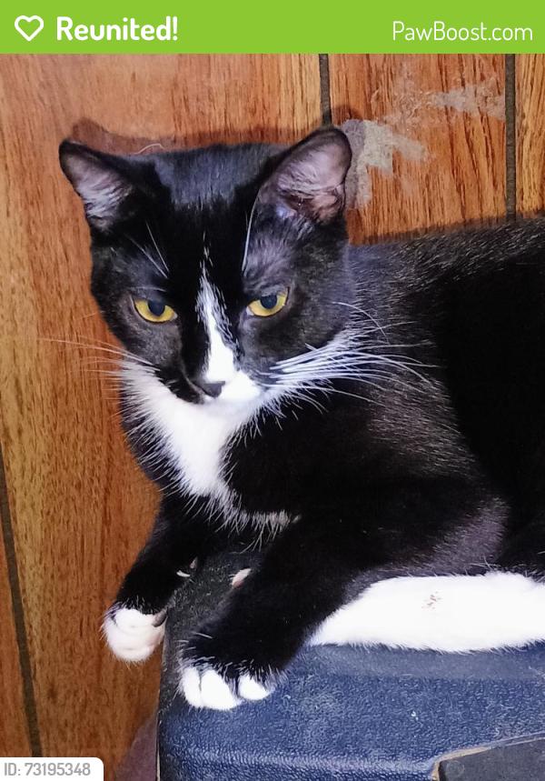 Reunited Male Cat last seen Plumber Way, North Highlands, CA 95660, USA, North Highlands, CA 95660