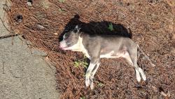 Found/Stray Female Dog last seen Plantation Garden and Santa Fe Dr., Fayetteville, NC 28303