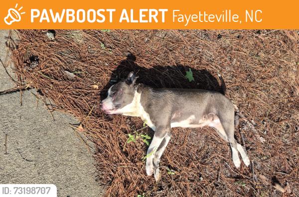 Found/Stray Female Dog last seen Plantation Garden and Santa Fe Dr., Fayetteville, NC 28303
