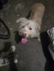 Found/Stray Female Dog last seen Senter and 9th, Irving, TX 75060