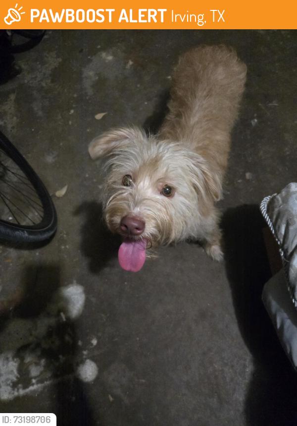 Found/Stray Female Dog last seen Senter and 9th, Irving, TX 75060