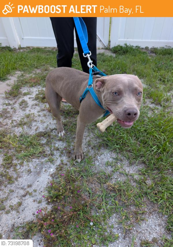 Found/Stray Male Dog last seen Degroodt and Jupiter, Palm Bay, FL 32908