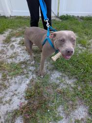 Found/Stray Male Dog last seen Degroodt and Jupiter, Palm Bay, FL 32908