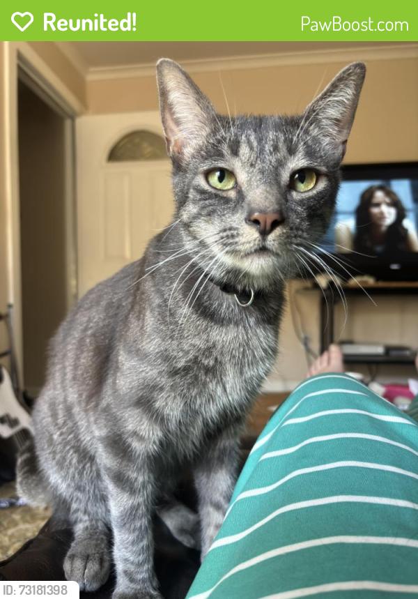 Reunited Male Cat last seen River street, Lakeside, CA 92040