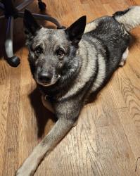 Reunited Male Dog last seen McDonald and Marsha, Bakersfield, CA 93309