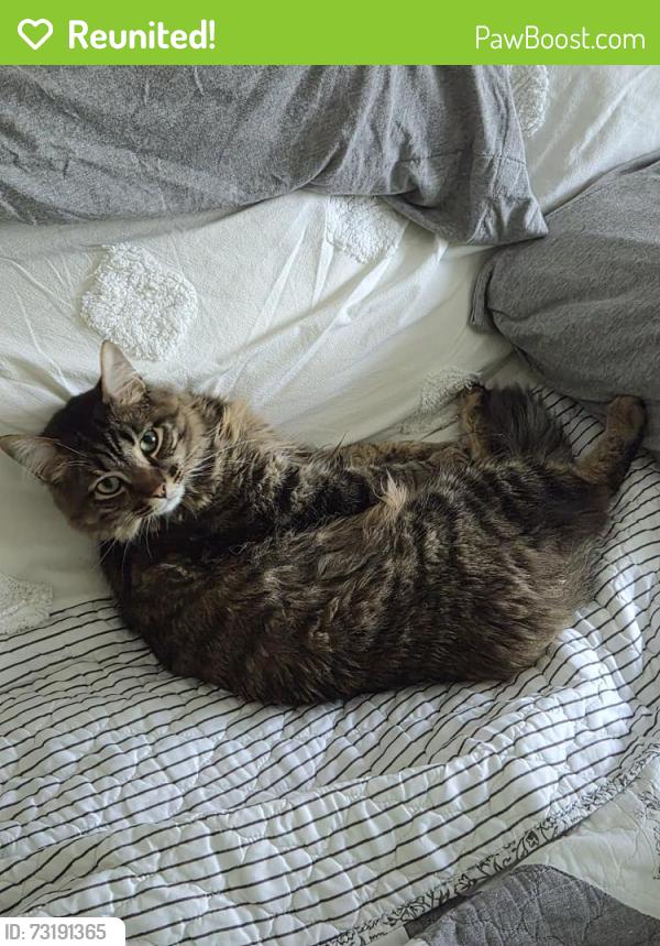 Reunited Male Cat last seen Main st village tigard or, Tigard, OR 97223