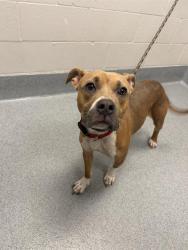Shelter Stray Female Dog last seen Near, 2600 S Harding St, Indianapolis, IN 46221, USA