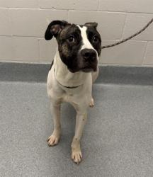 Shelter Stray Male Dog last seen Near, 2600 S Harding St, Indianapolis, IN 46221, USA