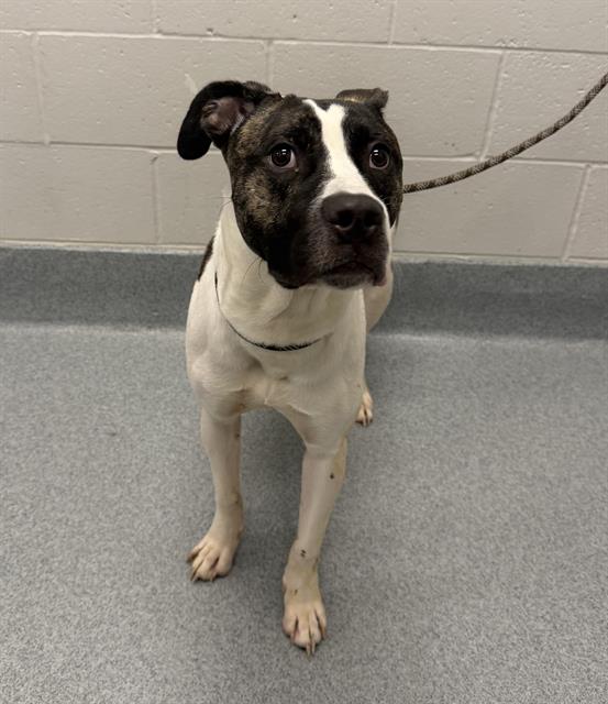Shelter Stray Male Dog last seen Near, 2600 S Harding St, Indianapolis, IN 46221, USA