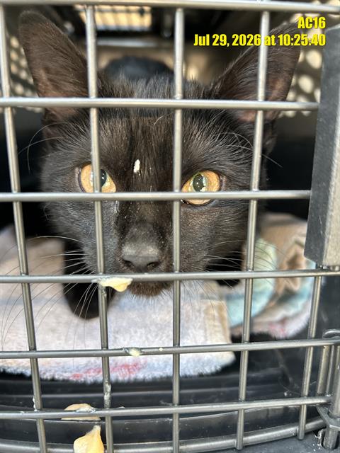 Shelter Stray Unknown Cat last seen Near, 2600 S Harding St, Indianapolis, IN 46221, USA