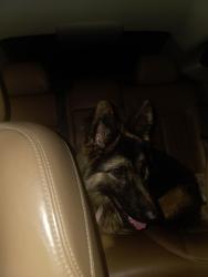Reunited Female Dog last seen Brighton Ave Toledo, Ohio near Highland Park, Toledo, OH 43609