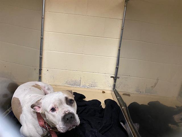 Shelter Stray Male Dog last seen 11TH/BURNHAM, 3839 W Burnham St, West Milwaukee, WI 53215, USA