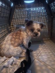 Found/Stray Male Dog last seen New town rd, Weddington, NC 28173