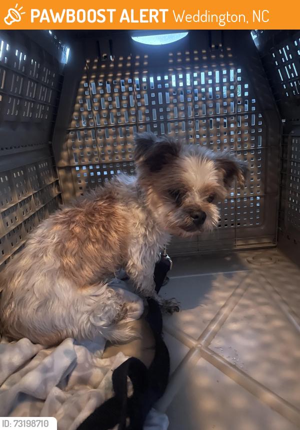 Found/Stray Male Dog last seen New town rd, Weddington, NC 28173