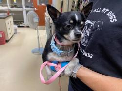 Shelter Stray Male Dog last seen 9TH/ARTHUR, 3839 W Burnham St, West Milwaukee, WI 53215, USA