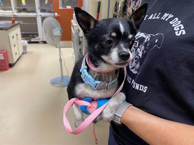 Shelter Stray Male Dog last seen 9TH/ARTHUR, 3839 W Burnham St, West Milwaukee, WI 53215, USA