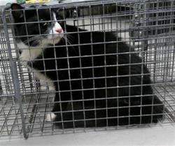 Shelter Stray Female Cat last seen WINDCHASE BLVD, SANFORD FL, 232 Eslinger Way, Sanford, FL 32773, USA