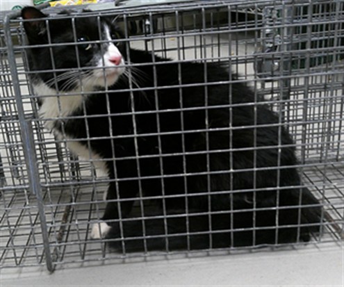 Shelter Stray Female Cat last seen WINDCHASE BLVD, SANFORD FL, 232 Eslinger Way, Sanford, FL 32773, USA