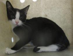 Shelter Stray Unknown Cat last seen , 2811 SE 29th St, Oklahoma City, OK 73129, USA