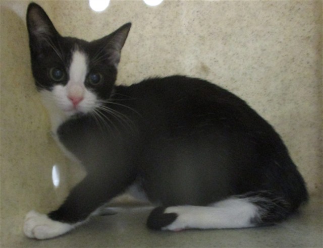 Shelter Stray Unknown Cat last seen , 2811 SE 29th St, Oklahoma City, OK 73129, USA