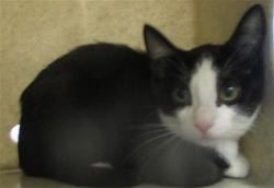Shelter Stray Unknown Cat last seen , 2811 SE 29th St, Oklahoma City, OK 73129, USA