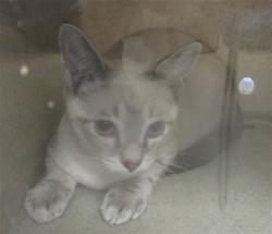 Shelter Stray Unknown Cat last seen , 2811 SE 29th St, Oklahoma City, OK 73129, USA