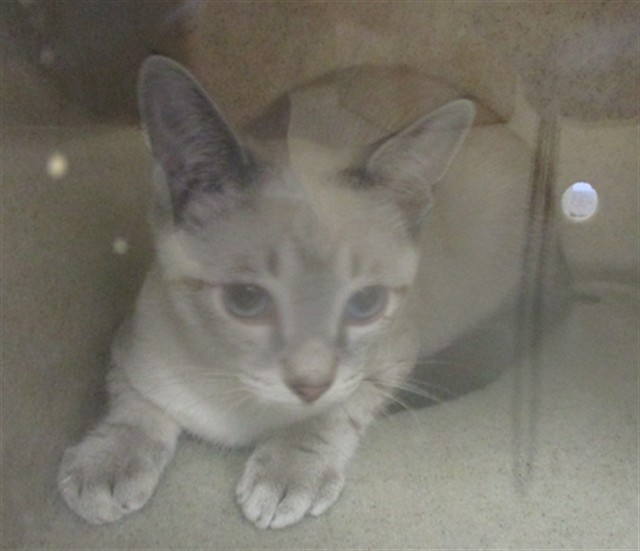 Shelter Stray Unknown Cat last seen , 2811 SE 29th St, Oklahoma City, OK 73129, USA